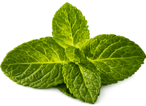 Mint Leaf