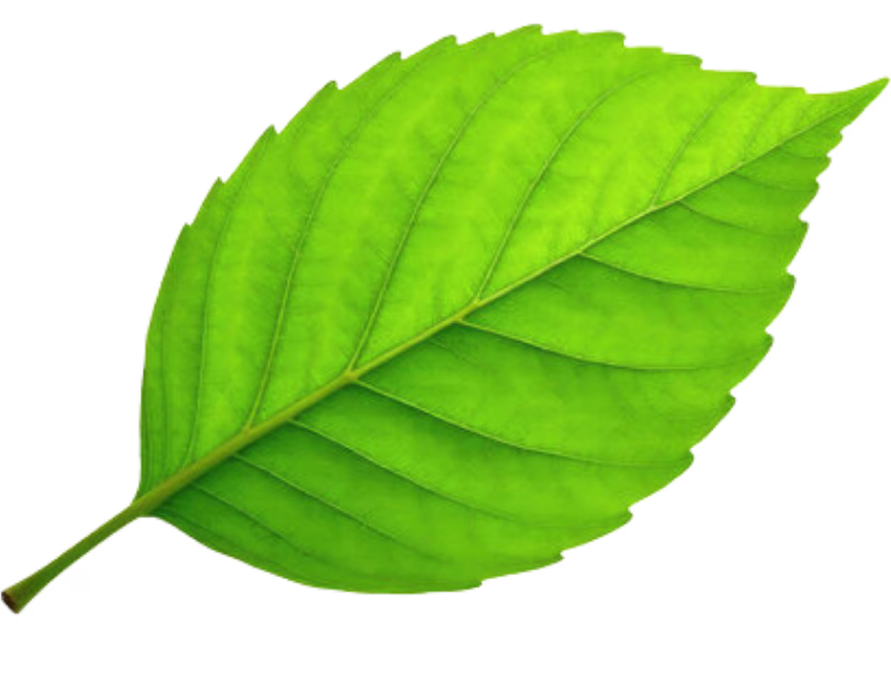 Leaf